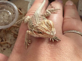 Baby bearded dragons