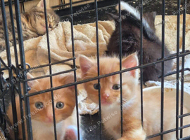 3 adorable kittens