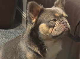 Fluffy French bulldog for stud