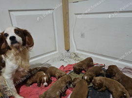 Cocker Spaniel Puppies