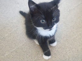 3 kittens ready in a week