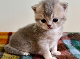 Blue Golden British Shorthair Female