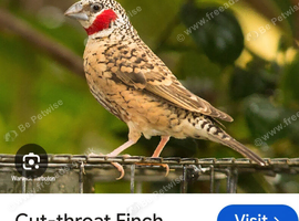 Cut-throat finche male