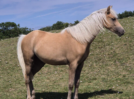 REGISTERED SEC B PALOMINO FILLY 15 MONTHS OLD.