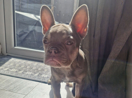 Puppy French Bulldog