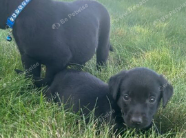 Labrador Retriever Puppies