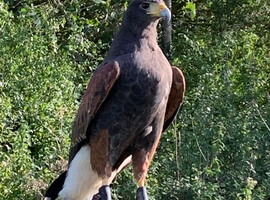 Female Harris Hawk