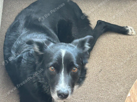 Loving 4-Year-Old Black & White Collie Looking for a New Home