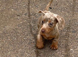 Lilac and cream dapple miniature dachshund