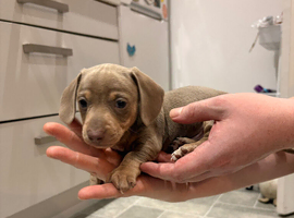 Last boy of a Isabella miniature daschund litter