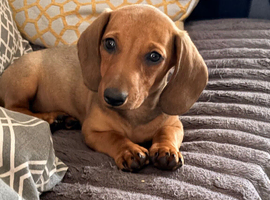 KC reg Miniature Smooth hair Dachshunds