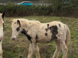 Beautiful traditional gypsy cob filly foal