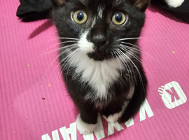 Kittens