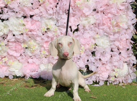 WOW /// Bacon pink dachshund