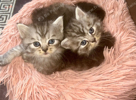 4 Stunning Kittens