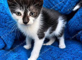 Kittens