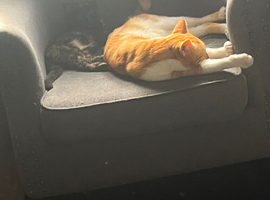 Mufasa 1 year old