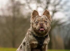 Fluffy Frenchie 11mnth