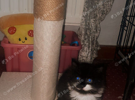 Fluffy kitten