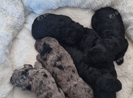 Miniature poodles