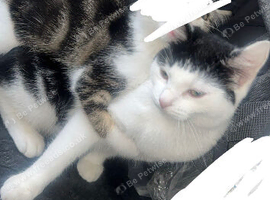 4 kittens available