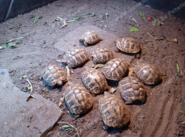 Baby Hermann's Tortoise's for sale.