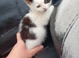 12 weeks old