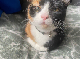 1 and half year old cat calico for sale