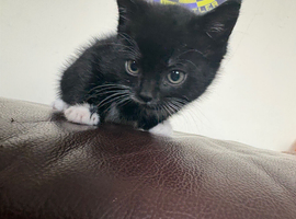 7 week kitten