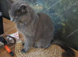 Beautiful Grey male