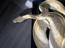 Burmese and ball pythons for sale