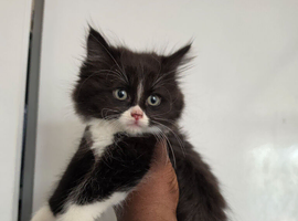 Ragdoll x blue russian