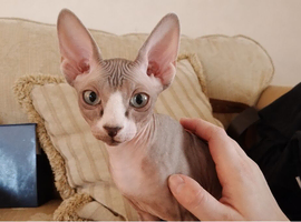 5 month old female sphynx cat