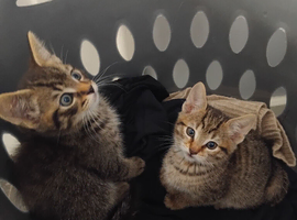 2 beautiful kittens-Ready now
