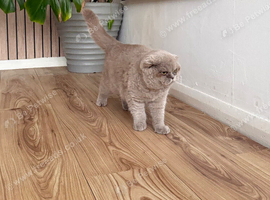 lilac female British short hair