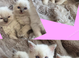 GCCF REG. EXTENSIVELY TESTED RAGDOLL KITTENS