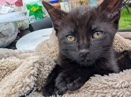 Kittens for sale