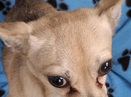 Male chihuahua 2 years old great companion