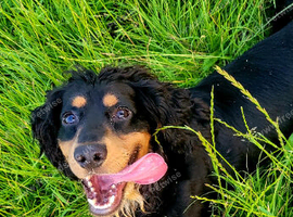 Cocker spaniel for sale