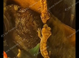 2 week old crested geckos