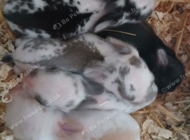 Mini lop bunnies