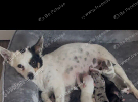 Beautiful chihuahua puppys for sale