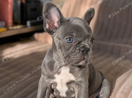 Beautiful French Bulldog Puppies Ready to go