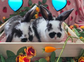 Butterfly mini lop last 2