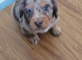 Cocker spaniel pups