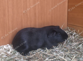 1 x Male Guinea Pig