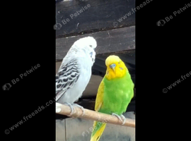 Aviary birds wanted, Java Sparrows, Zebra Finches, Parrakeets. WANTED