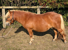 Registered 41&rdquo; Standard 3yr old Shetland Filly