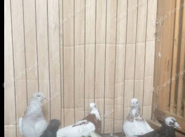 Roller pigeons for sale