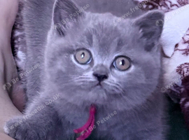 British Shorthair Kittens